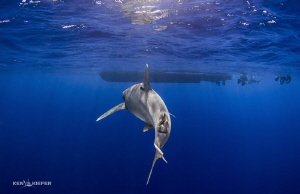 Oceanic Whitetip Shark approaches the dive boat as the su... by Ken Kiefer 